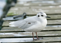 Little Gull Larus minutus