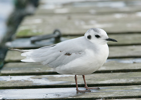 Little Gull Larus minutus