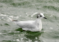 Little Gull Larus minutus