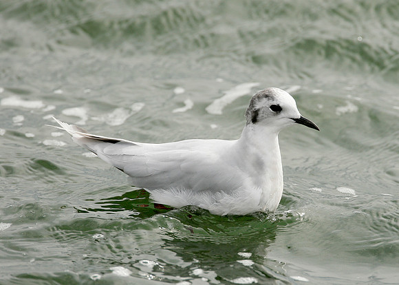 Little Gull Larus minutus