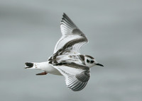 Little Gull Larus minutus