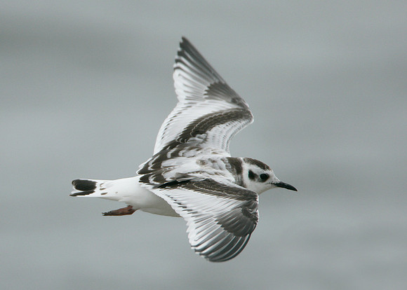 Little Gull Larus minutus