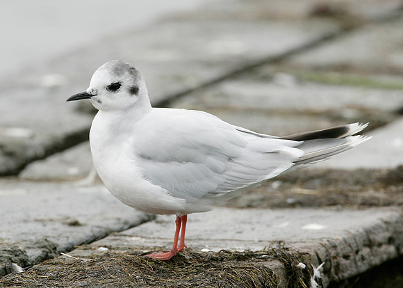 Little Gull Larus minutus