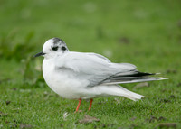 Little Gull Larus minutus