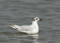 Little Gull Larus minutus