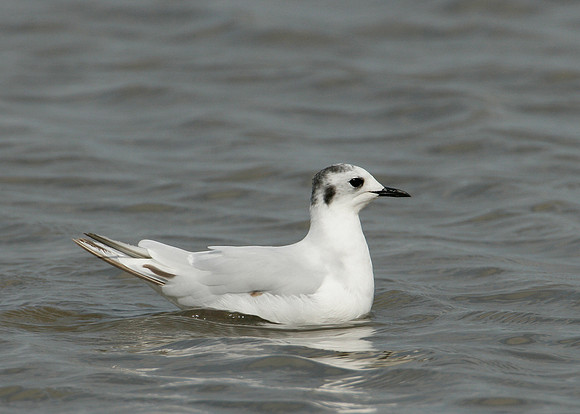 Little Gull Larus minutus