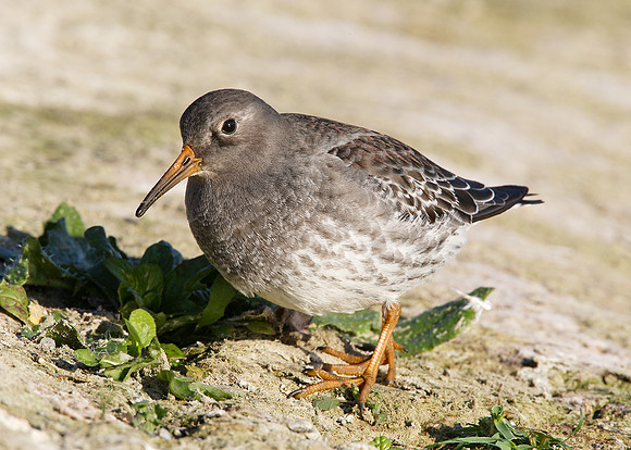 Purple Sandpiper Calidris maritima