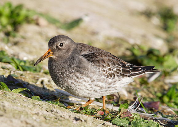 Purple Sandpiper Calidris maritima
