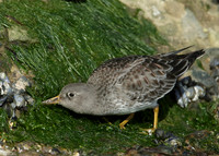 Purple Sandpiper Calidris maritima