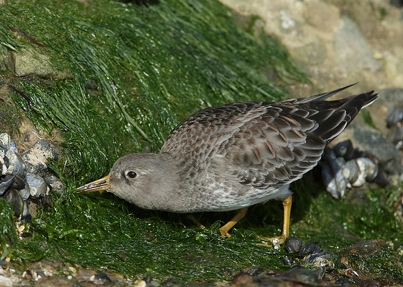 Purple Sandpiper Calidris maritima
