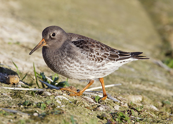 Purple Sandpiper Calidris maritima