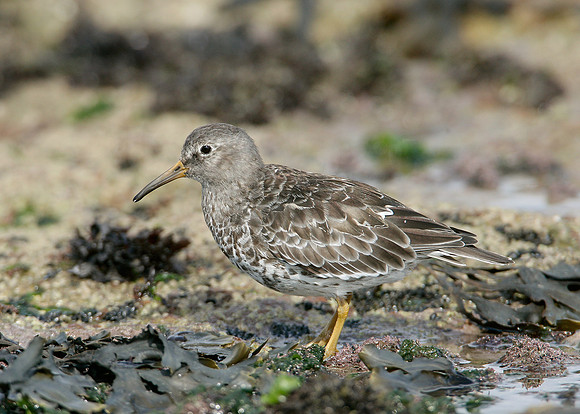 Purple Sandpiper Calidris maritima