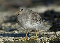 Purple Sandpiper Calidris maritima