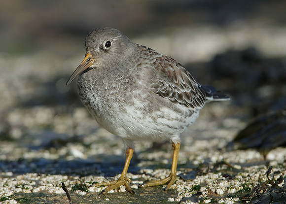 Purple Sandpiper Calidris maritima