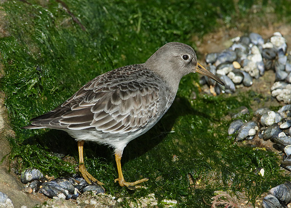 Purple Sandpiper Calidris maritima