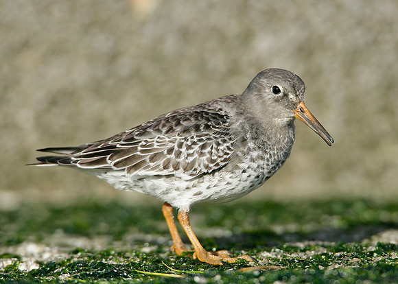 Purple Sandpiper Calidris maritima