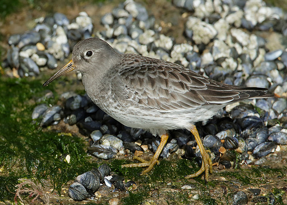 Purple Sandpiper Calidris maritima