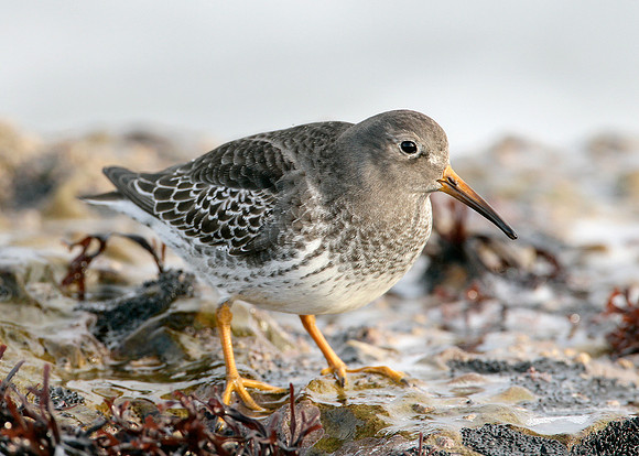 Purple Sandpiper Calidris maritima