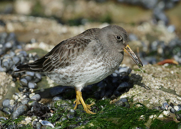Purple Sandpiper Calidris maritima