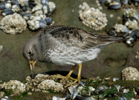 Purple Sandpiper Calidris maritima