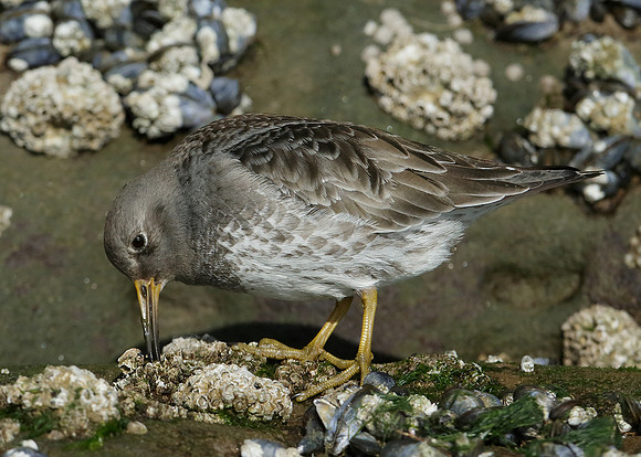 Purple Sandpiper Calidris maritima