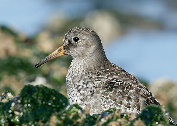 Purple Sandpiper Calidris maritima