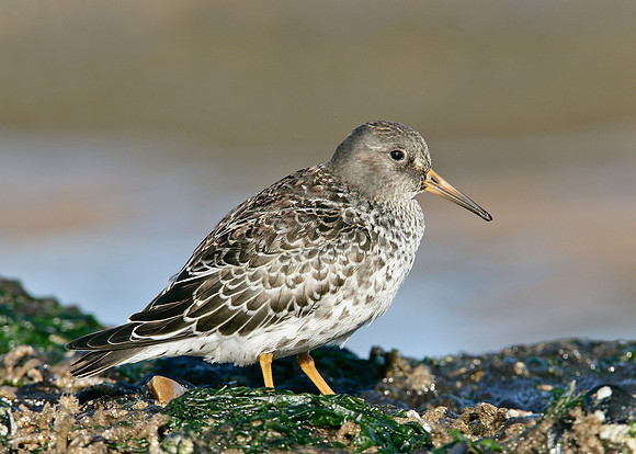Purple Sandpiper Calidris maritima