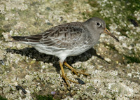 Purple Sandpiper Calidris maritima