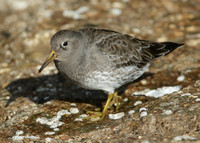 Purple Sandpiper Calidris maritima
