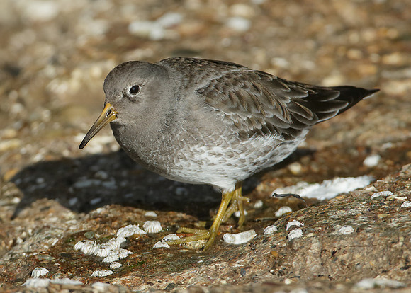 Purple Sandpiper Calidris maritima