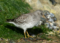 Purple Sandpiper Calidris maritima