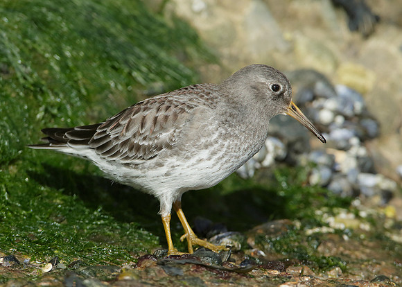 Purple Sandpiper Calidris maritima