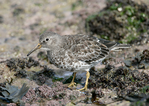 Purple Sandpiper Calidris maritima