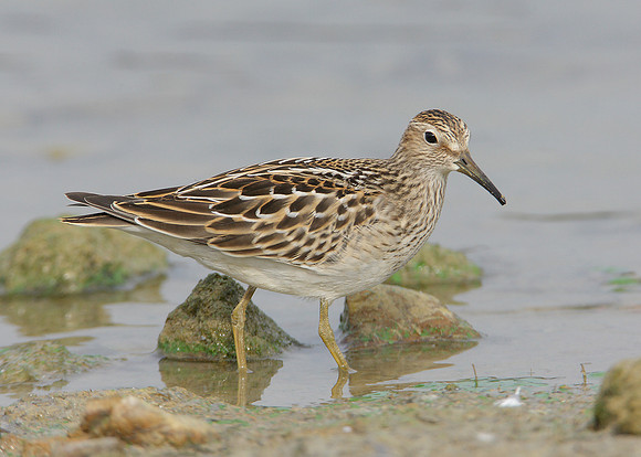 Pectoral Sandpiper Calidris melanotos