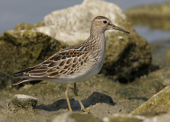 Pectoral Sandpiper Calidris melanotos