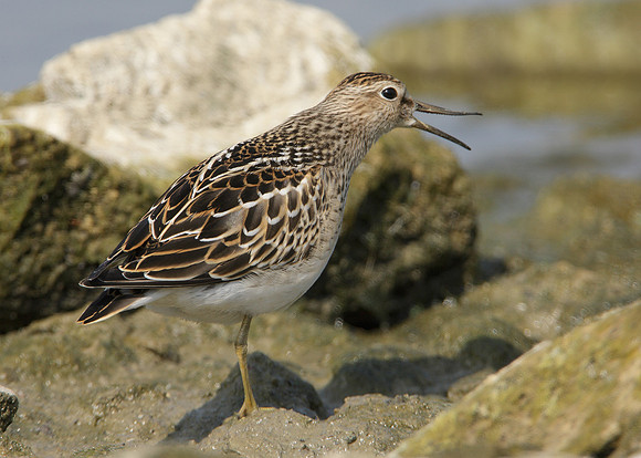 Pectoral Sandpiper Calidris melanotos