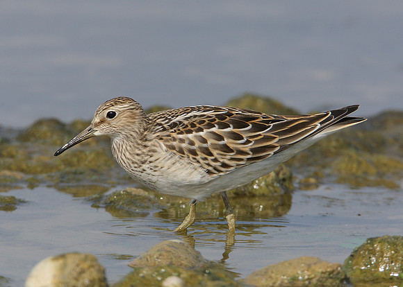 Pectoral Sandpiper Calidris melanotos
