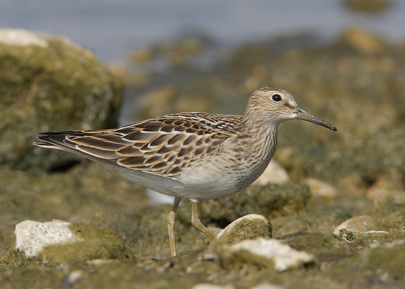 Pectoral Sandpiper Calidris melanotos