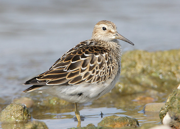 Pectoral Sandpiper Calidris melanotos