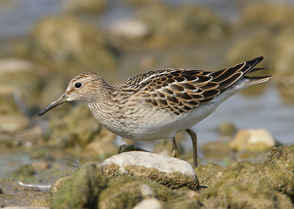Pectoral Sandpiper Calidris melanotos