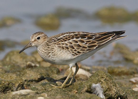 Pectoral Sandpiper Calidris melanotos