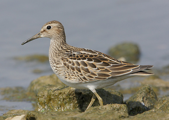 Pectoral Sandpiper Calidris melanotos