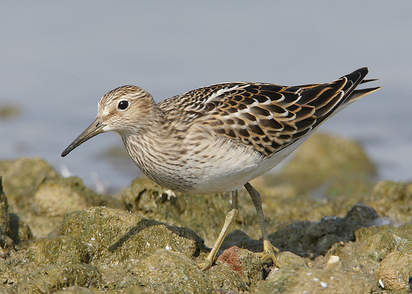 Pectoral Sandpiper Calidris melanotos