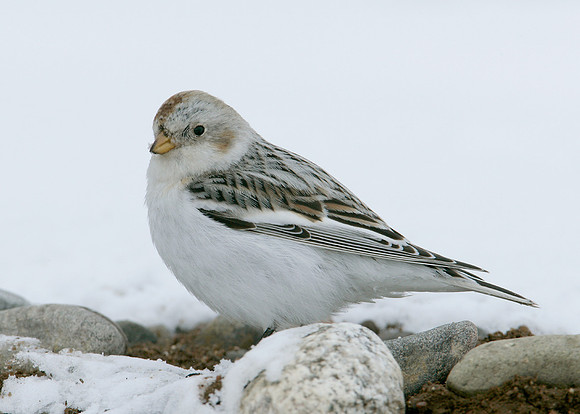 Snow Bunting Plectrophenax nivalis