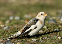 Snow Bunting Plectrophenax nivalis