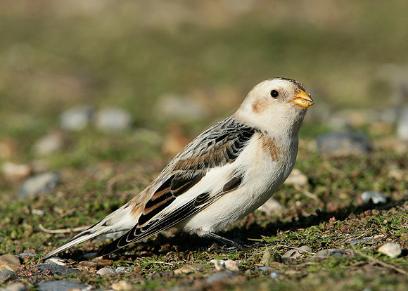Snow Bunting Plectrophenax nivalis