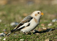 Snow Bunting Plectrophenax nivalis