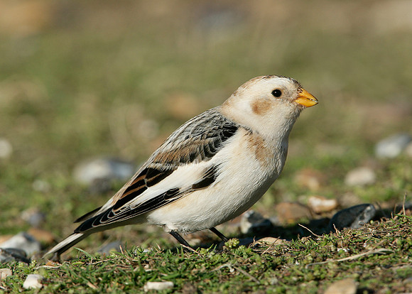 Snow Bunting Plectrophenax nivalis