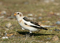 Snow Bunting Plectrophenax nivalis