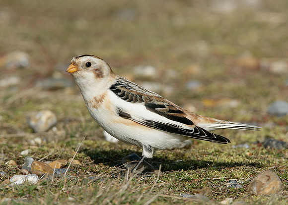 Snow Bunting Plectrophenax nivalis